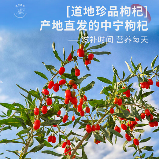 Zhongning wolfberry, special red wolfberry 500g, free washing stubble soaked tea, special wolfberry 250g*2 bags