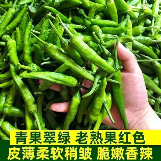 Authentic camphor tree pepper seeds, camphor tree pepper seeds, new pepper seeds, sown in spring and autumn, Zhangshu Harbor courtyard small collection, new seeds, about 408 capsules/