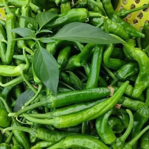 Authentic camphor tree pepper seeds, camphor tree pepper seeds, new pepper seeds, sown in spring and autumn, Zhangshu Harbor courtyard small collection, new seeds, about 408 capsules/