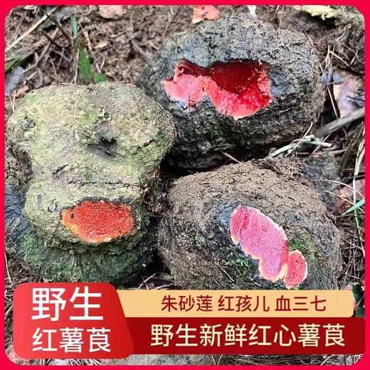 Guangxi Wild Potato, Ruffian, Zinnober, Lotus, Blut, Panax Notoginseng, Red Medicine, Red Boy gefärbte Stoffkartoffeln, frische chinesische medizinische Materialien mit Spezialgrößen 5jin [Jin entspricht 0,5 kg]