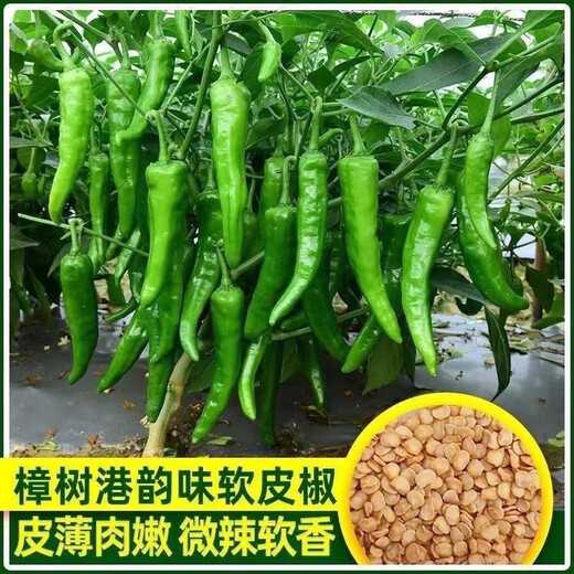 Authentic camphor tree pepper seeds, camphor tree pepper seeds, new pepper seeds, sown in spring and autumn, Zhangshu Harbor courtyard small collection, new seeds, about 408 capsules/