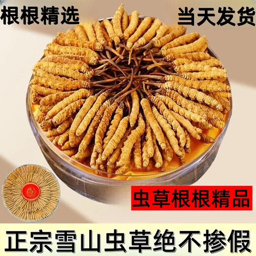 Boîte-cadeau Cordyceps pour les anciens Boîte-cadeau Cordyceps pour les aînés Boîte-cadeau Cordyceps pour les anciens
