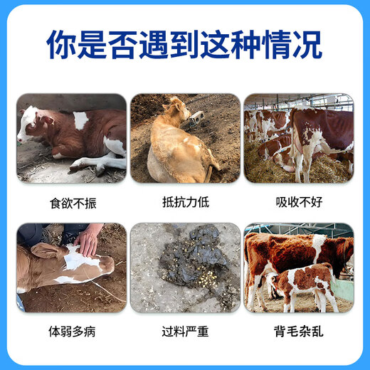 Yingmeier Breeding Cow Premix Special for Estrus and Milking Authentic Concentrated Feed Wholesale Trace Elements Veterinary Genuine Cow Premix 20kg*10 Bags (Buy 10 Get 1 Free)