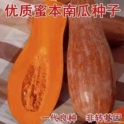 Miben Sweet and Glutinous Pumpkin Seeds, Four Seasons Old Pumpkin, Dense Pumpkin Varieties, Miben Pumpkin Seeds, 1 pack, about 30 pieces