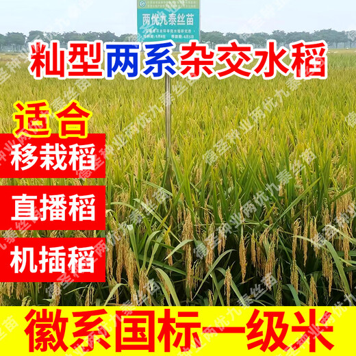 Desheng Zhiyuan Национальное одобрение Гибридные семена риса Liangyou Jiutai Саженцы с коротким стеблем культиваторы Хороший высокий урожай Вкусные устойчивые к высоким температурам семена риса