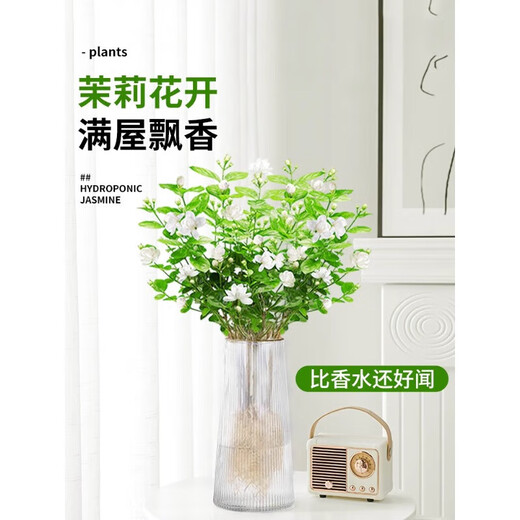Linya hydroponic jasmine plant potted plants in the office desktop are good for growing flowers and green plants for lazy people. Nine miles of perfume to grow flowers. Hydroponic jasmine 1 pot with 5-7 pieces (not including bottles)