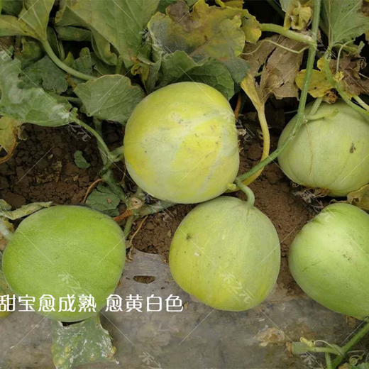 Xiangbin Japanese Sweet Treasure Melon Seeds Extra Large Authentic Spring Season Fruit Seeds Super Sweet Watermelon Muskmelon Seeds Japanese Sweet Treasure Seeds 100 Original x5 Pack