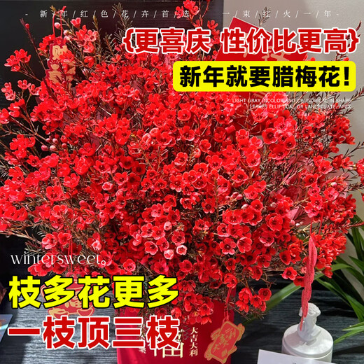 Blooming fruit, Australian wintersweet hydroponic fresh branches, real flowers, shipped with flowers, New Year flowers dried branches, fresh cut New Year's Eve flower pots in winter, A-grade red 60-80cm 8 branches + 2 New Year pendants + preservative