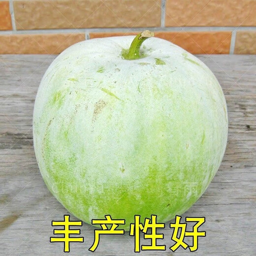 【1278人收藏】香芋小冬瓜种子芋头香味白粉皮可食用新鲜冬瓜四季 新品：【-10粒】- 香芋小冬瓜种子(本季新种)