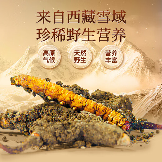 同仁堂品牌西藏野生冬虫夏草约5-6根/g13g约65根高端补品送老人礼物北京