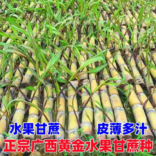 Four Seasons Fruit Gold Seedlings Gold White Jade North and South Planting Sweet Guangxi Black Sugar Cane Seeds with Spores Gui 2 Black Skin 100 Roots Crispy Fruit Sugar Cane Seedlings