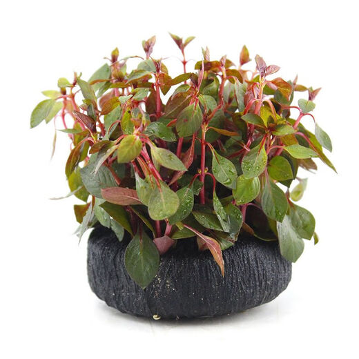 Fish tank aquatic plants, freshwater aquatic plants, fish farming, aquatic plants, lazy real aquatic plants, cold water aquatic plants, grass landscaping, pearl grass (5 cm)