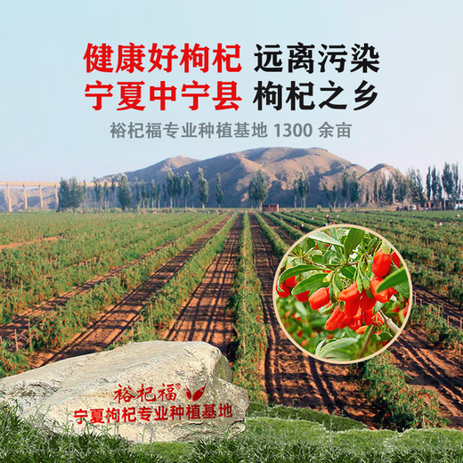 Yuqifu Ningxia Wolfberry 500G Zhongning Spezialität Erste rote Wolfberry Authentische schwefelfreie Goji-Beeren Gesundheitstonik