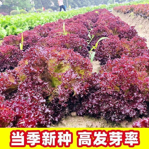 Peacock purple leaf lettuce, no pesticides, no insects, crispy, sweet and highly nutritious upright lettuce for four seasons, genuine purple leaf lettuce seeds, about 1500 seeds per pack