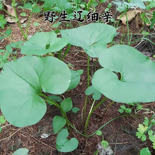 Asarum Seeds, Chinese Asarum Medicine, White Asarum Seedlings, Asarum Seeds, Four Liangs of Asarum, Chinese Herbal Medicine, Tobacco Pouch Pot Herbal Seeds, Asarum Seeds 100 Tablets + Fertilizer