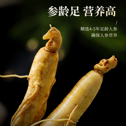 1 Frisch Ginseng in Banshan Agricultural etwa 40 Gramm. Die Spezialität des Nordostchina Changbaumsan Ginseng. Medizinische Materialien und Älteste Tonic Nutritional Products.