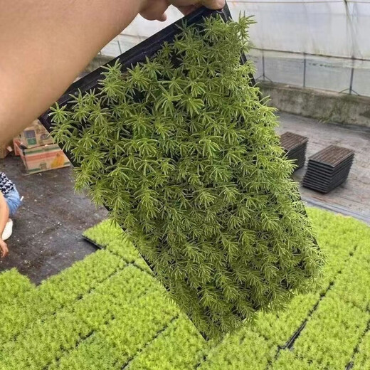 Lazy golden Buddha grass courtyard perennial lawn turf gold indoor garden cold-resistant ground cover seedlings Golden Buddha grass four pots (11 cm diameter)