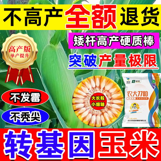 Starker Mann, gentechnisch veränderte Maissamen, hoher Ertrag, kurzer Stiel, Lagerungsresistenz, Trockenheitsresistenz, Krankheitsresistenz, Maiszünslerresistenz, großer Stock, echter Mais, nationale Zulassung gentechnisch verändert, 4100 Körner