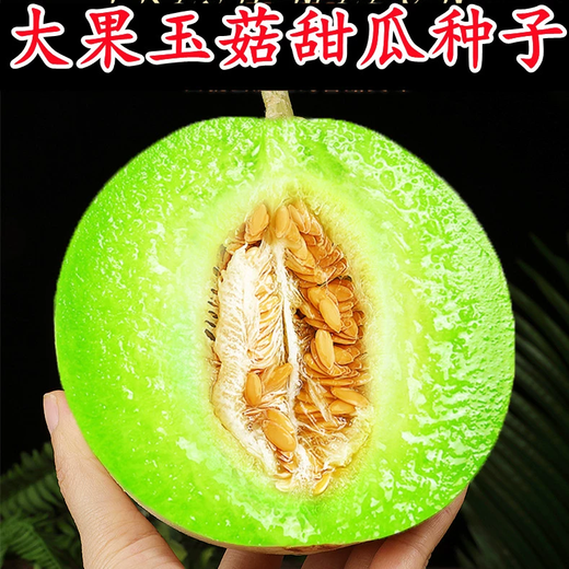 Xiangbin Jade Mushroom Melon Seed Seeds White Skin Green Flesh Super Sweet Ice Cream Xiangyugu Hami Melon Seeds Early Maturing Authentic Four Seasons Jade Mushroom Melon Seeds 10 Original