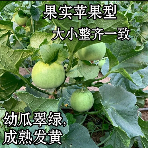 Japanese sweet melon seeds, early maturity, high yield, crispy, sweet, high temperature resistance, easy fruit setting, disease resistance, 1000 capsules, 200 capsules, original white jade melon, white skin, white flesh, sweetness