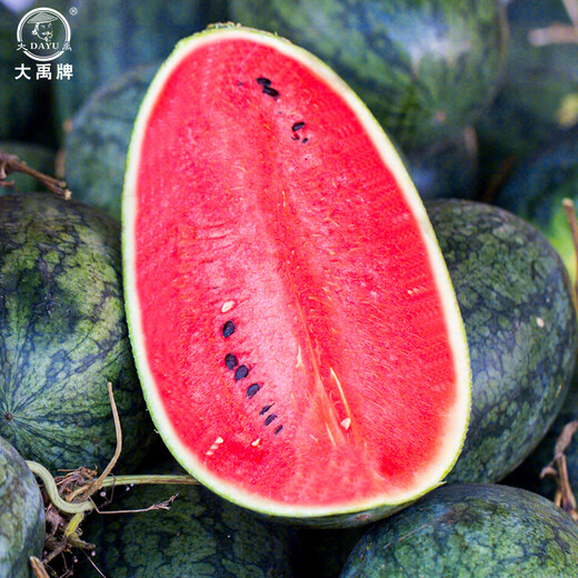 Dayu Lazy Man Watermelon Seed Seedlings Extra Large Suitable for Early Maturing Lazy Man in the South 8424 Kirin Melon Meidu Seedless Fruits and Vegetables Big Fruit Black Beauty Watermelon Seeds 20 capsules 2 bags of black skin