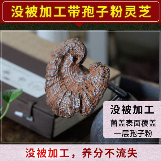 Fat Donglai's same style wild Ganoderma lucidum, pure natural purple Ganoderma lucidum, wild L-grown deep mountain natural non-bitter pruned branch with spore powder 500g whole Ganoderma lucidum 20-30 pcs