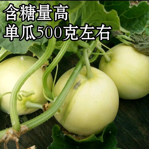 Japanese sweet melon seeds, early maturity, high yield, crispy, sweet, high temperature resistance, easy fruit setting, disease resistance, 1000 capsules, 200 capsules, original white jade melon, white skin, white flesh, sweetness