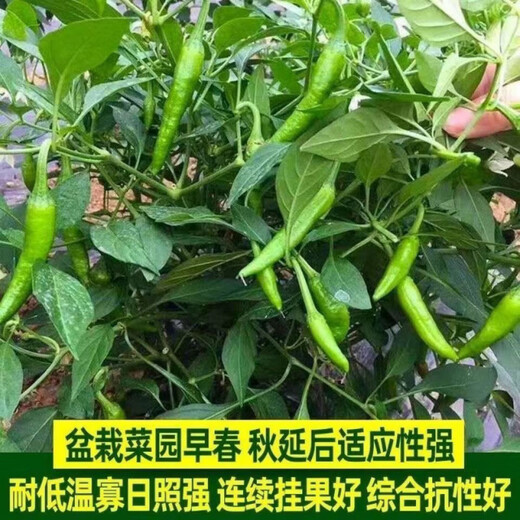 Authentic camphor tree pepper seeds, camphor tree pepper seeds, new pepper seeds, sown in spring and autumn, Zhangshu Harbor courtyard small collection, new seeds, about 408 capsules/