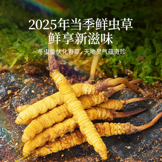 同仁堂（TRT）品牌 新鲜冬虫夏草鲜虫草约0.81-1.0克/根10根装源头直发青海