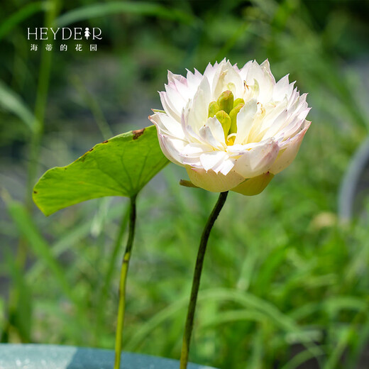Miniaturschüssel Lotus Sämlinge Hydroponische Pflanzen Lotus kleine Lotus-Sämlinge Wurzelstamm Lotus Peitsche Sämlinge Gartenblüten Nackte Lotuswurzelfedern [mittelgroß] 8-15 cm