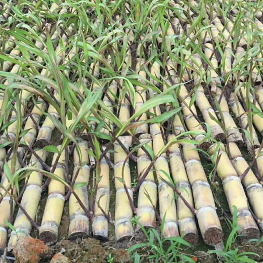 Guangxi Golden Fruit Sugarcane, yellow-skinned sugarcane seedlings, crispy, sweet, green-skinned sugarcane tails, fresh thin skin, 10 yellow-skinned sugarcane tails/3-5 spores each
