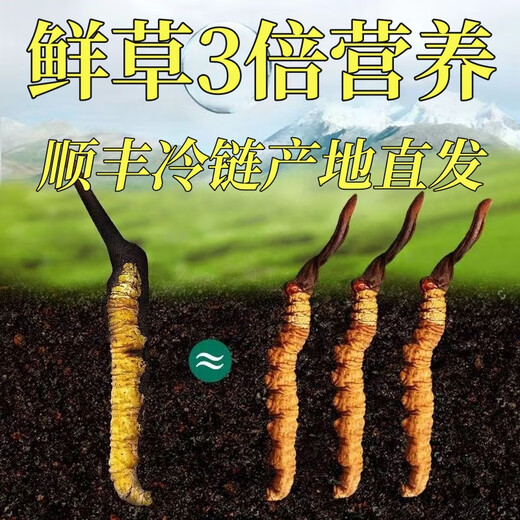 Fresh Cordyceps sinensis first stubble fresh grass genuine large size 2025 head fresh grass SF Express cold chain origin directly shipped Tibet fresh Cordyceps 0.6-0.7 grams each pack of 100 pieces