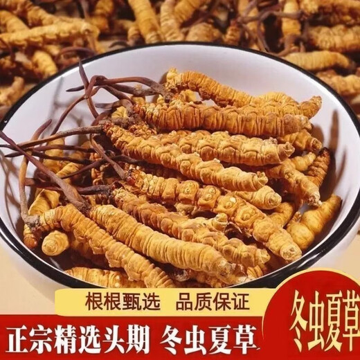 西那藏曲冬虫夏草精选虫草足干虫草高海拔头期冬虫夏草礼盒可选 那曲虫草3根1克100条-送10条