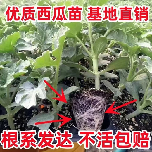 Watermelon seedlings grafted 8424 Extra Sweet Kirin Super Sweet Seedless Midu Watermelon Seedlings Potted Planting Watermelon Seedlings 2K Buy 4+2 (Real Harvest 6) + Fertilizer
