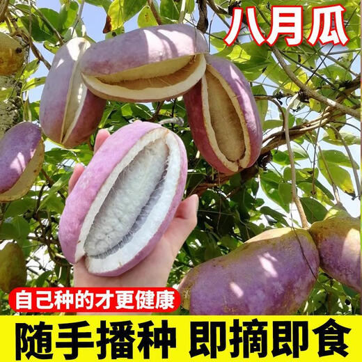 Tianfen August Melon Seeds August Fried Seeds Guizhou Wild August Melon Saplings with Less Meat and More Meat for Garden Planting in the North and South Original Factory Packaging August Melon 1 Pack About 35 Pieces Free