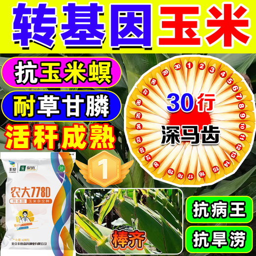 Starker Mann, gentechnisch veränderte Maissamen, hoher Ertrag, kurzer Stiel, Lagerungsresistenz, Trockenheitsresistenz, Krankheitsresistenz, Maiszünslerresistenz, großer Stock, echter Mais, nationale Zulassung gentechnisch verändert, 4100 Körner