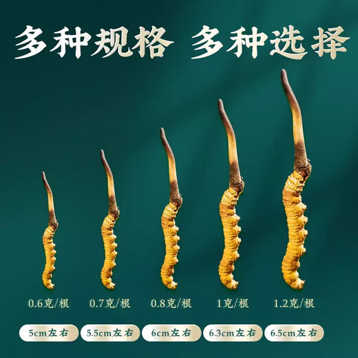 藏姑娘特级新鲜冬虫夏草藏区野外虫草礼盒装正品节日礼品送父母长辈领导 【鲜虫草0.7克左右/根】20根