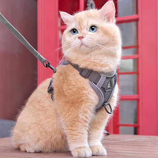Pet cat leash, cute vest-style harness, anti-breakaway when going out, adjustable cat leash, dog harness, gray M size, recommended 6-9 Jin Jin equals 0.5 kg