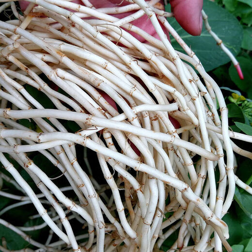 Fresh Houttuynia cordata, farm-grown and dug pig nostril root, local specialty vegetables mixed with coriander, ready to eat 2Jin Jin is equal to 0.5kg, freshly dug