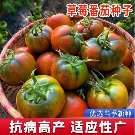 Qizhe's authentic fruit, strawberry tomato seeds, super sweet iron-barrel tomato seeds, balcony field spring and autumn planting, iron-barrel strawberry tomato seeds, 2 packs/200 grains, scattered