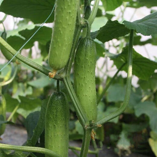 New varieties of fruit cucumbers are on the market for raw consumption. Four-season fruit seeds and vegetable seeds are new varieties for balcony planting. New varieties of crisp and sweet fruit cucumber seeds are about 50 capsules per pack.