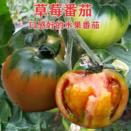 Local large tomato seeds, high yield, super sweet, large red fruit, large tomato seeds, high temperature vegetable melon and fruit seeds, strawberry tin tomatoes, about 400 capsules 1 pack
