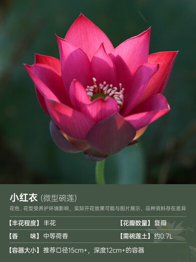 Mikrobrüche Lotuspflanzen Hydroponische Pflanzen Lotus kleine Lotus-Sämlinge Wurzeln und Stängel Lotus Snails Garten Blumen Nude Lotus kleine rote Kleidung [Mini] 8-15 cm
