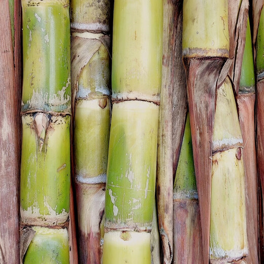 Fruit golden sugarcane seedling seeds planted in the north and south, sugarcane seedlings with buds, Guangxi yellow-skinned sugarcane seeds, 5 soft and sweet golden sugarcane seedlings, 3-4 buds each