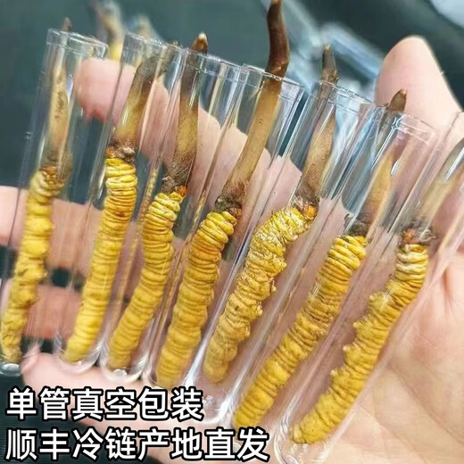 新鲜冬虫夏草真空锁鲜包装顺丰冷链产地直发精选大草新鲜头期虫草 那曲鲜冬虫夏草每条0.7克20条装