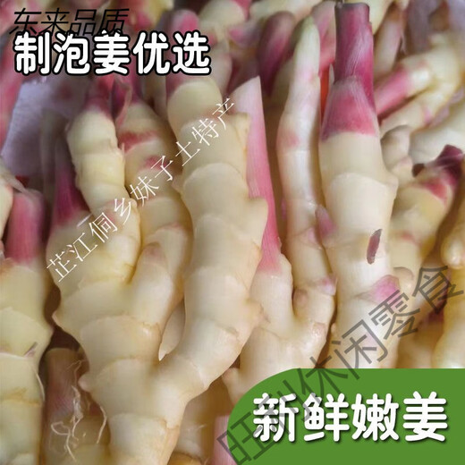1【1276人好评】湖南怀化芷江生姜酸萝卜酸辣泡姜孕妇开胃即食香辣 】1.5斤酸辣泡姜1瓶(芷江特产)