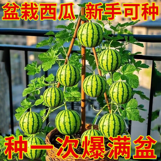 Qizhe Super Sweet Kirin Honey Pot Thin-skinned Small Watermelon Seedless Small Watermelon Seasonal Planting Balcony Courtyard Potted Fruit Seeds This Year's New Plant Potted Watermelon Seeds 1 Pack