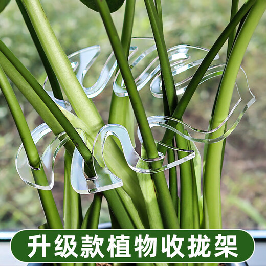 
iosn Monstera Support Pole Flower Support Frame Branches and Trunks Retraction Frame Plant Anti-Lost Support Special Green Plant Flower Frame Fixation [Updated Transparent Acrylic] 5 Packs of Clusters