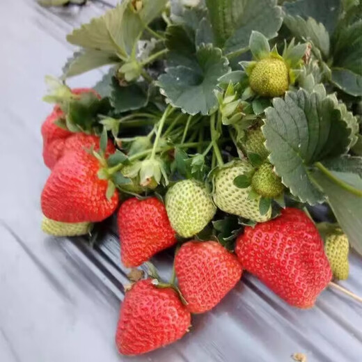 Family balcony potted plants for four seasons, creamy red strawberry seeds, large strawberry seeds, white strawberry fruit seeds, four seasons creamy red strawberry seeds, 3 packs
