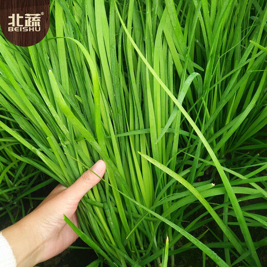 Northern vegetables leek seed seedlings small leaves all year round northern and southern family balcony rapeseed small fine leaf leek seeds 10g